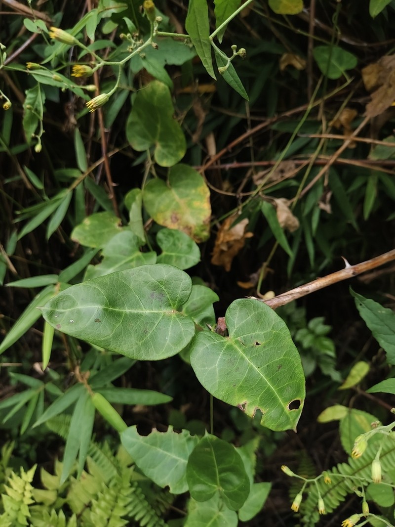 Cynanchum hemsleyanum photo 2