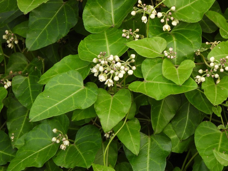 Cynanchum hemsleyanum photo 3