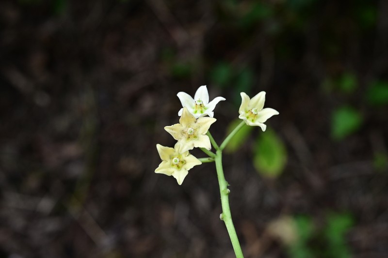 Cynanchum hemsleyanum photo 4