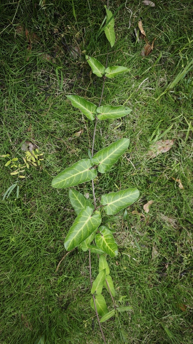 Cynanchum hemsleyanum photo 5