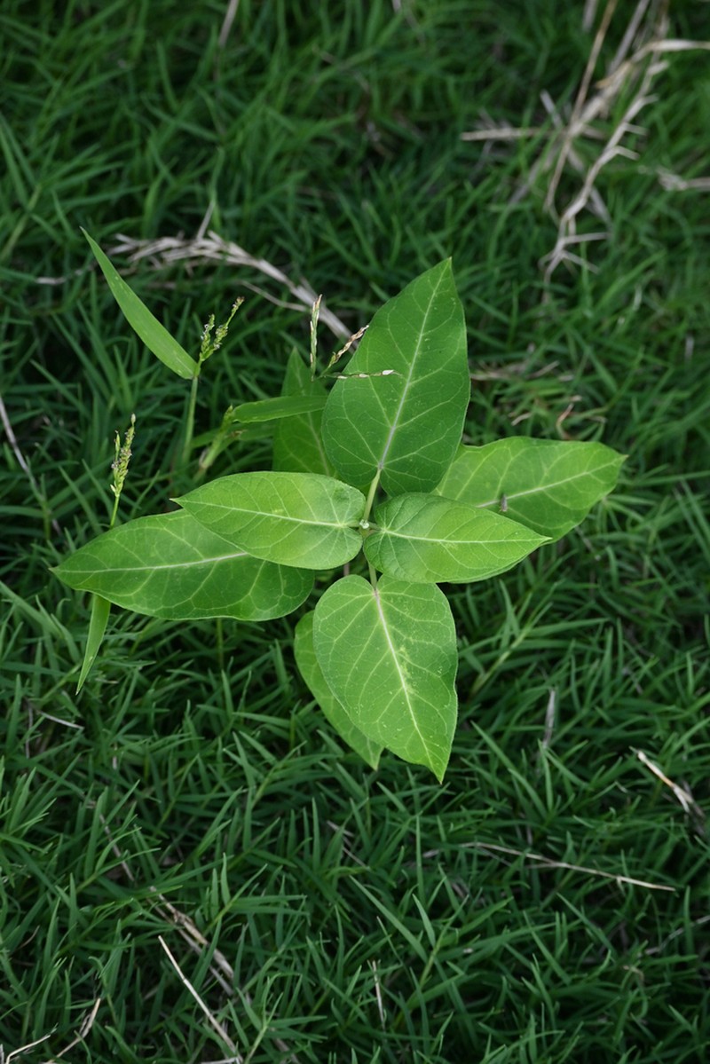 Cynanchum hemsleyanum photo 6