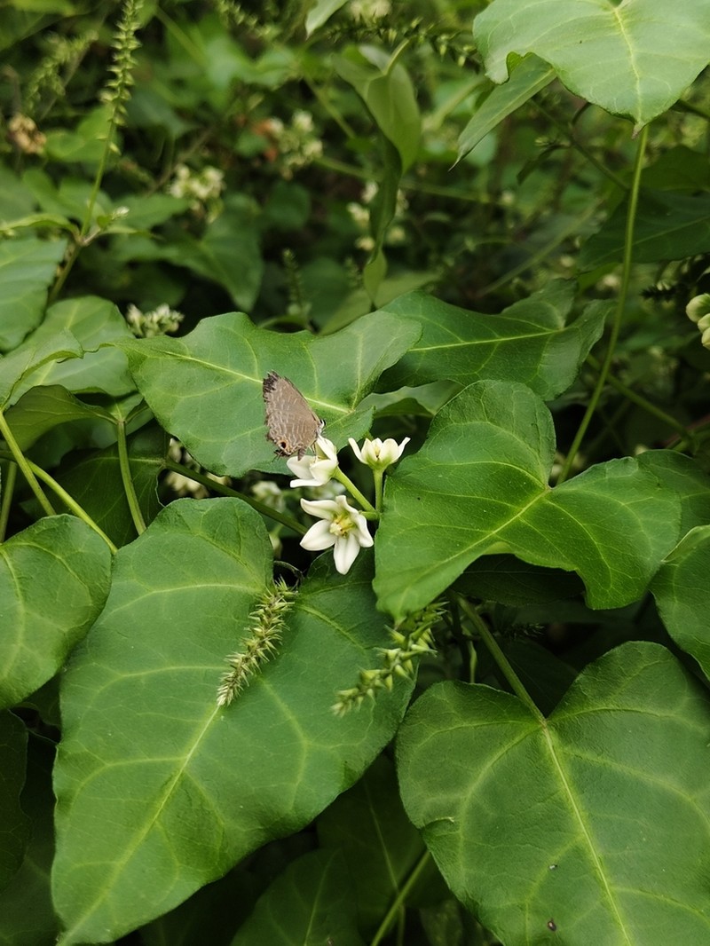 Cynanchum hemsleyanum photo 7