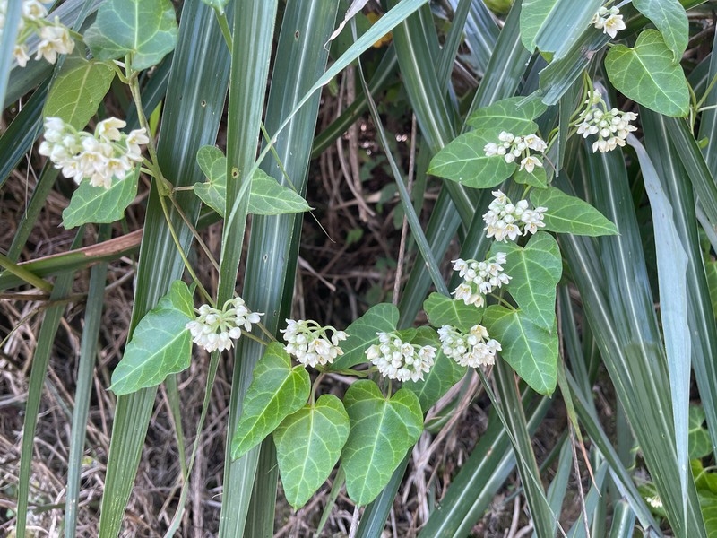 Cynanchum hemsleyanum photo 8