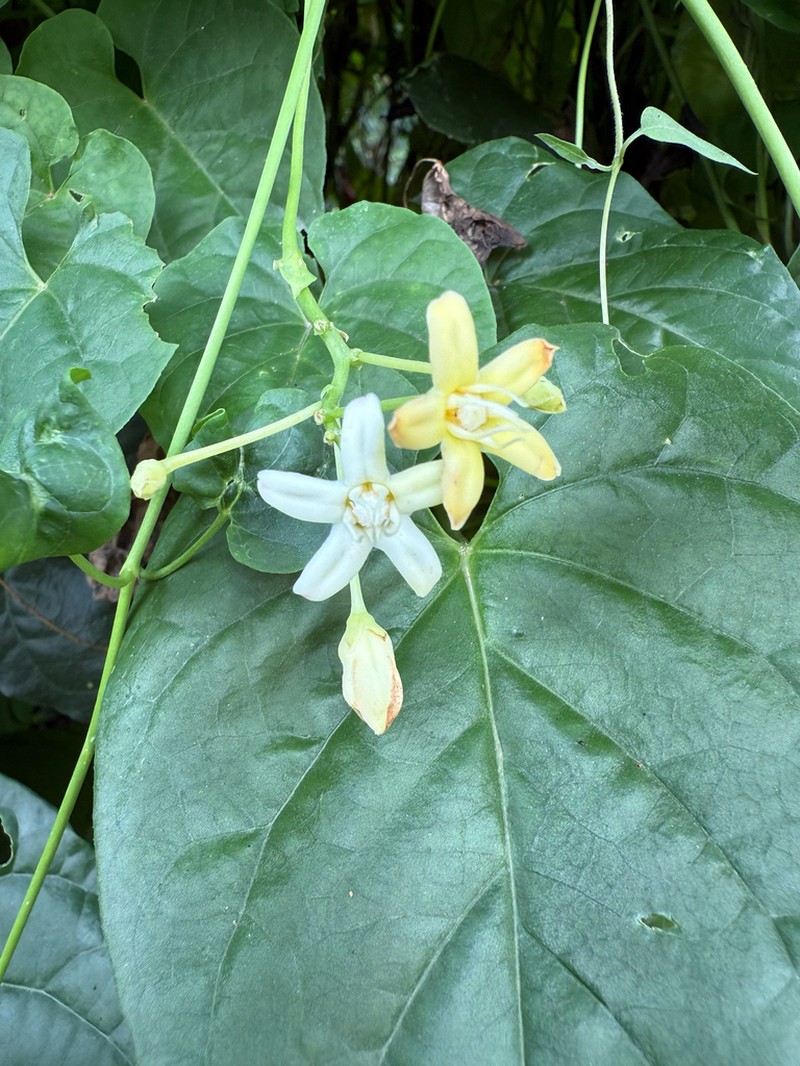 Cynanchum hooperianum