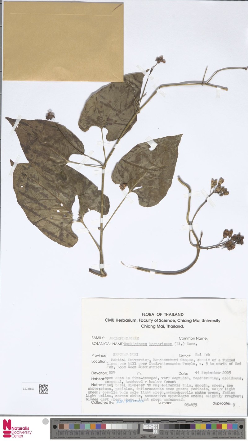 Cynanchum hooperianum photo 2