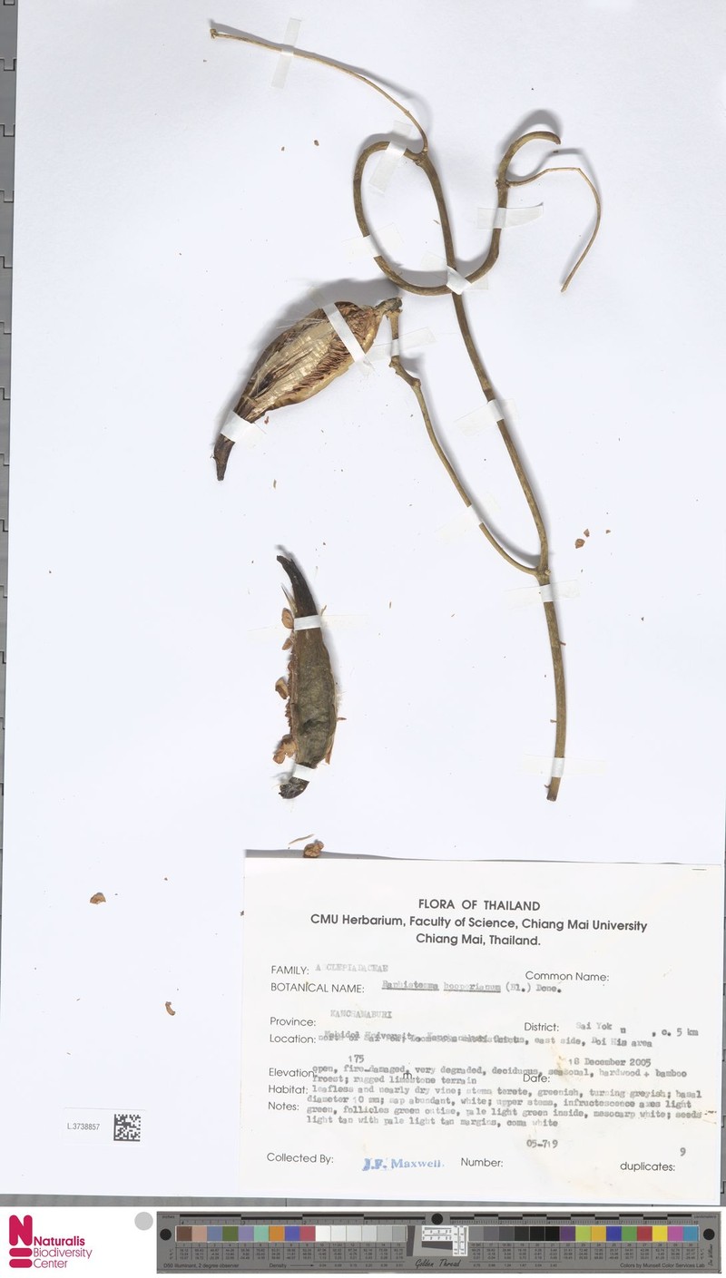Cynanchum hooperianum photo 3