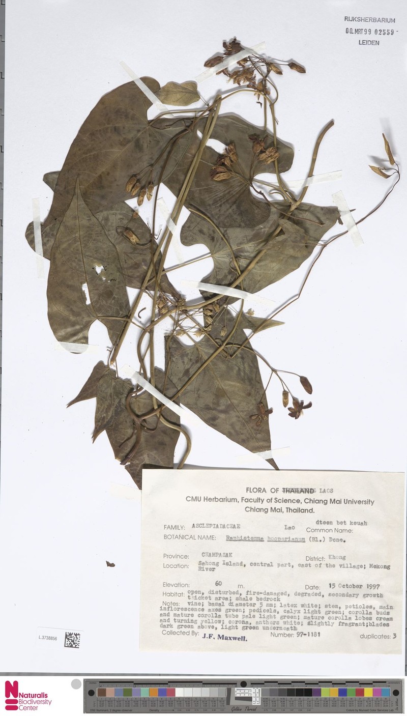 Cynanchum hooperianum photo 4