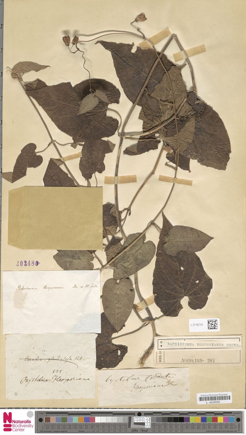 Cynanchum hooperianum photo 5