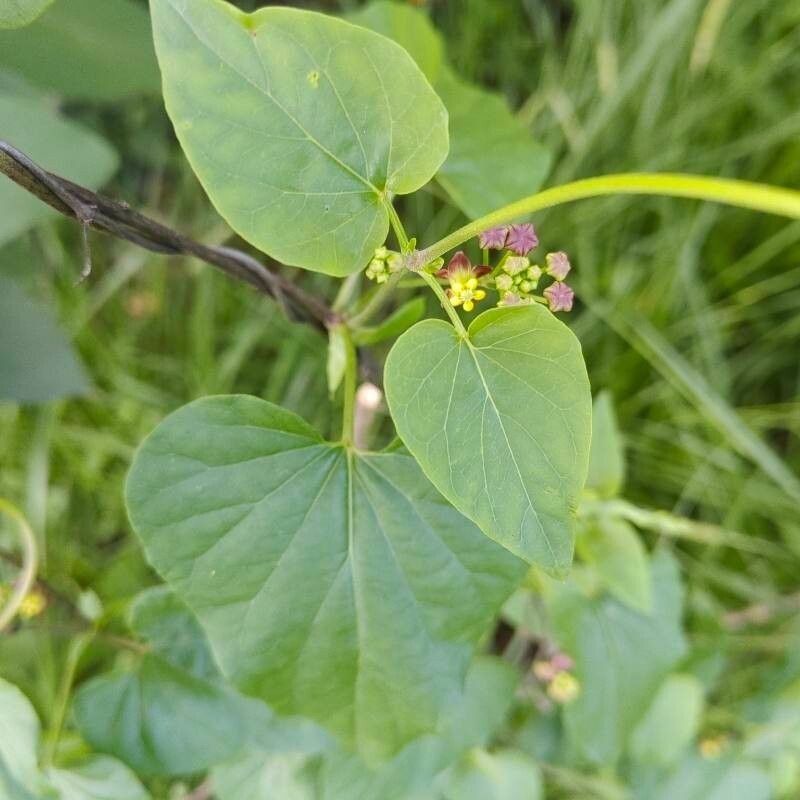 Cynanchum insipidum photo 2
