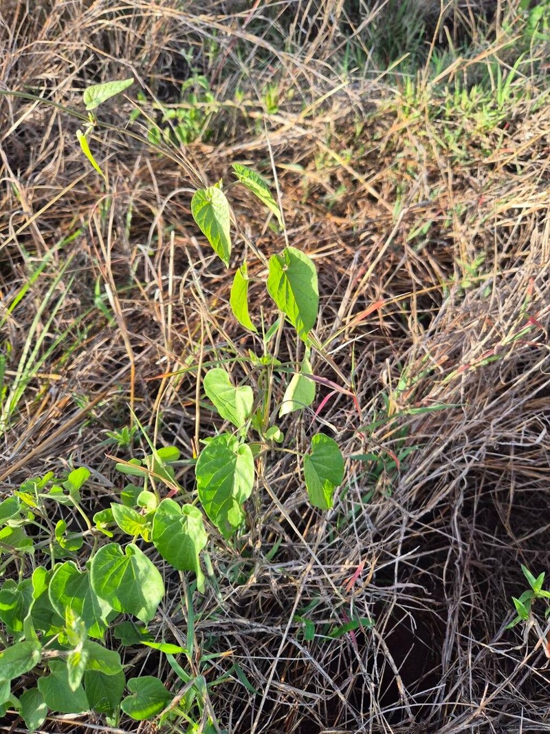 Cynanchum insipidum photo 3