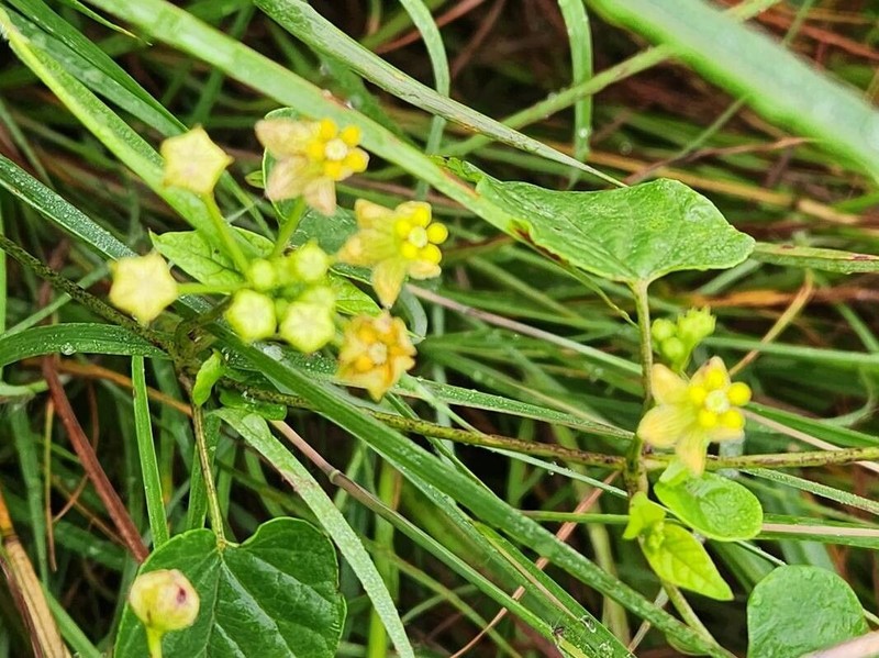 Cynanchum insipidum photo 4