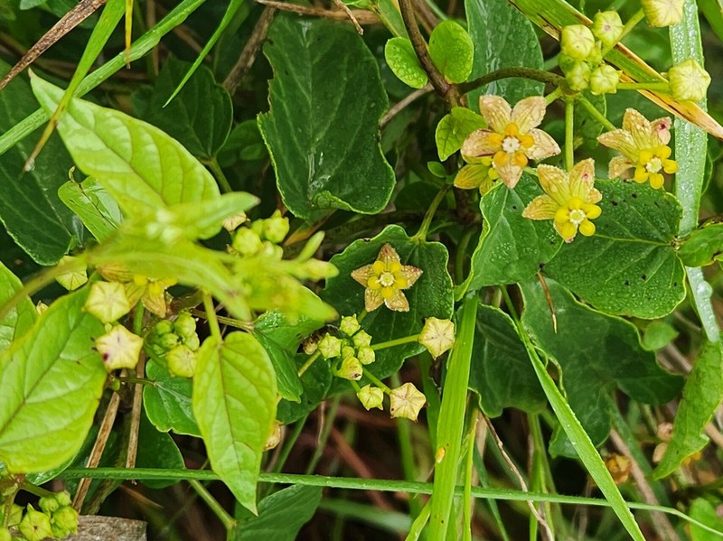 Cynanchum insipidum photo 5