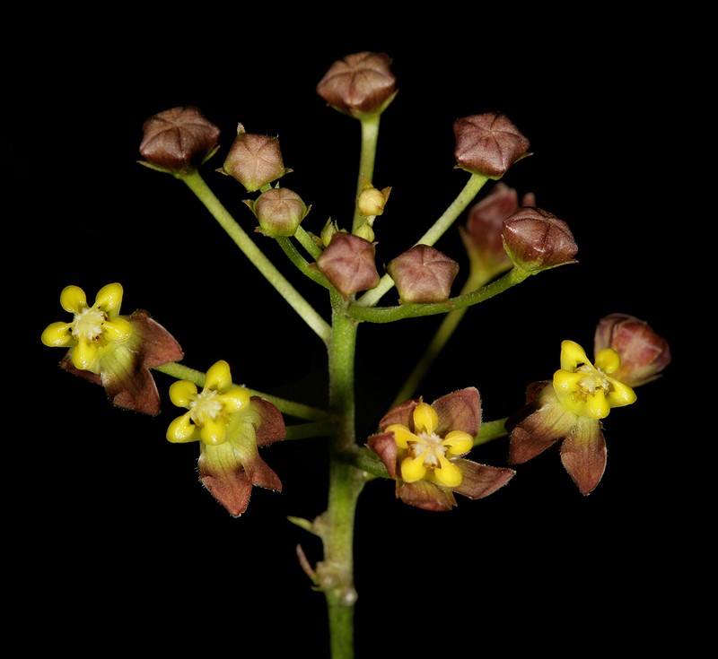 Cynanchum insipidum