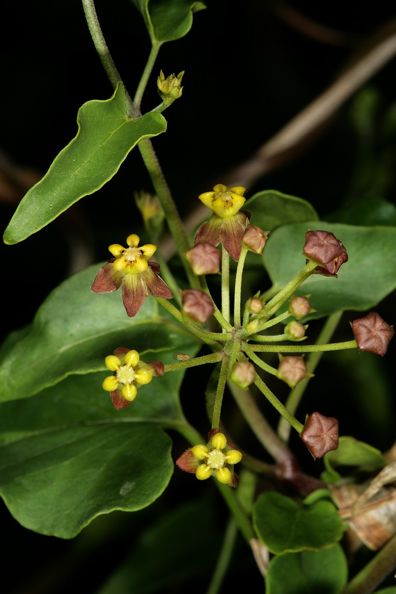 Cynanchum insipidum photo 6