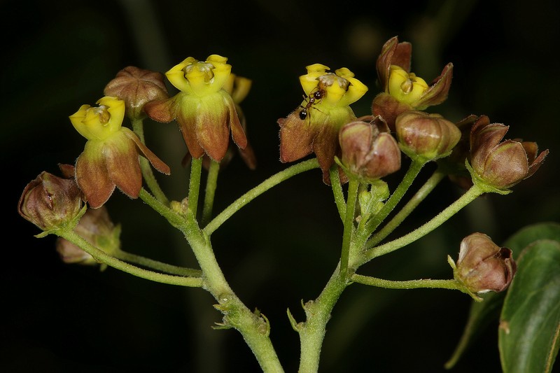 Cynanchum insipidum photo 7