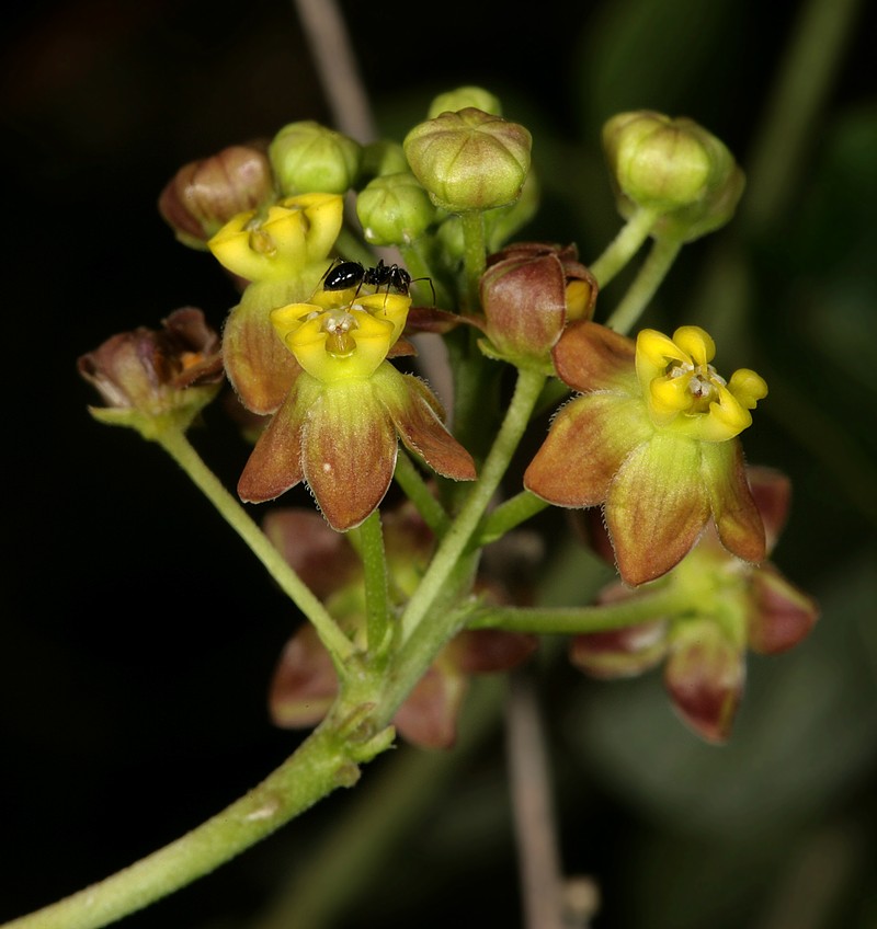 Cynanchum insipidum photo 8