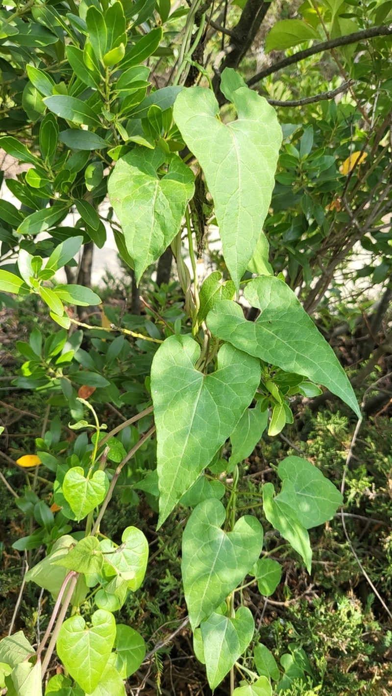 Honeyvine
