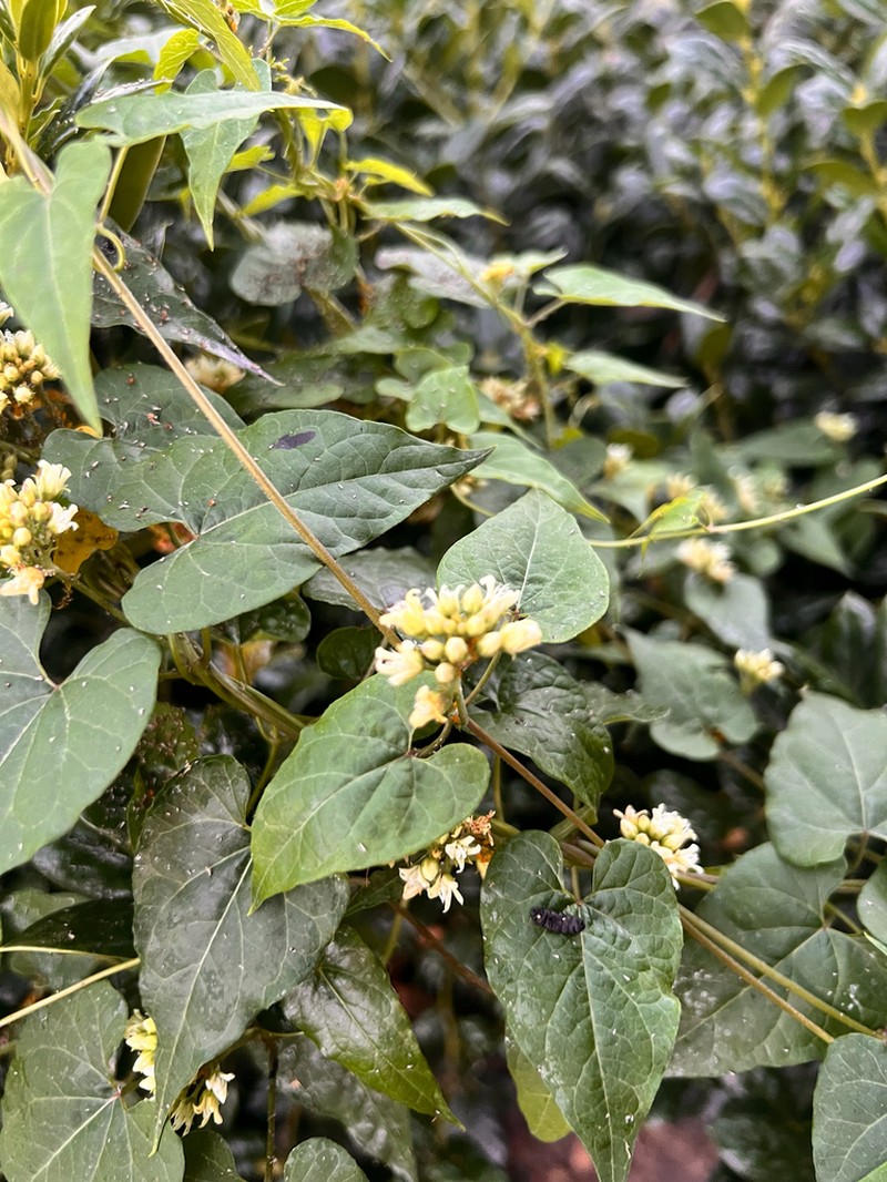 Honeyvine photo 2