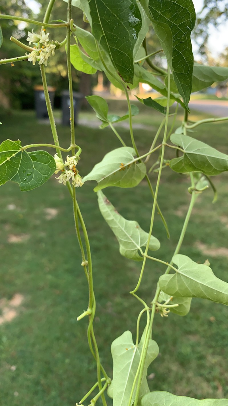 Honeyvine photo 3