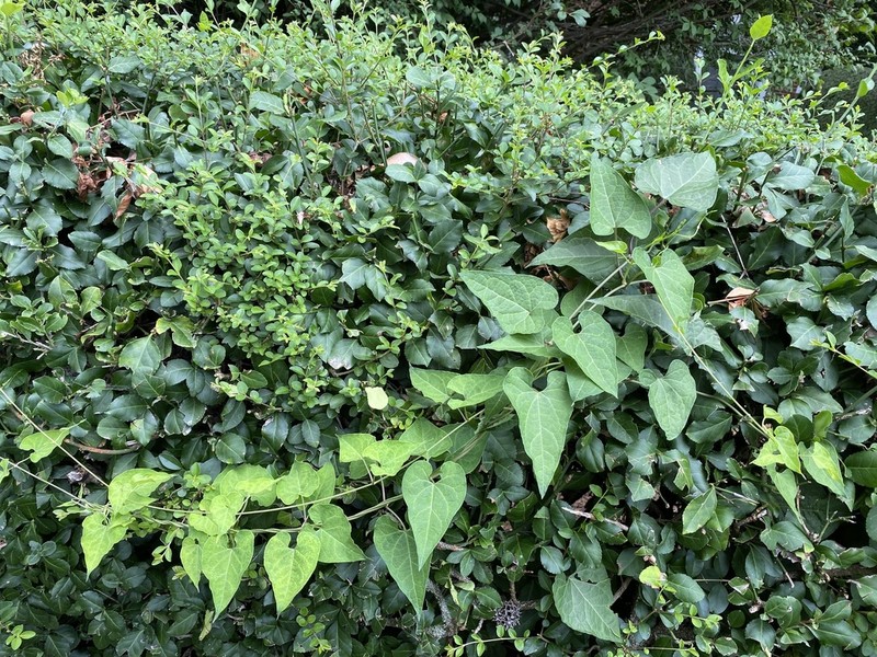Honeyvine photo 4