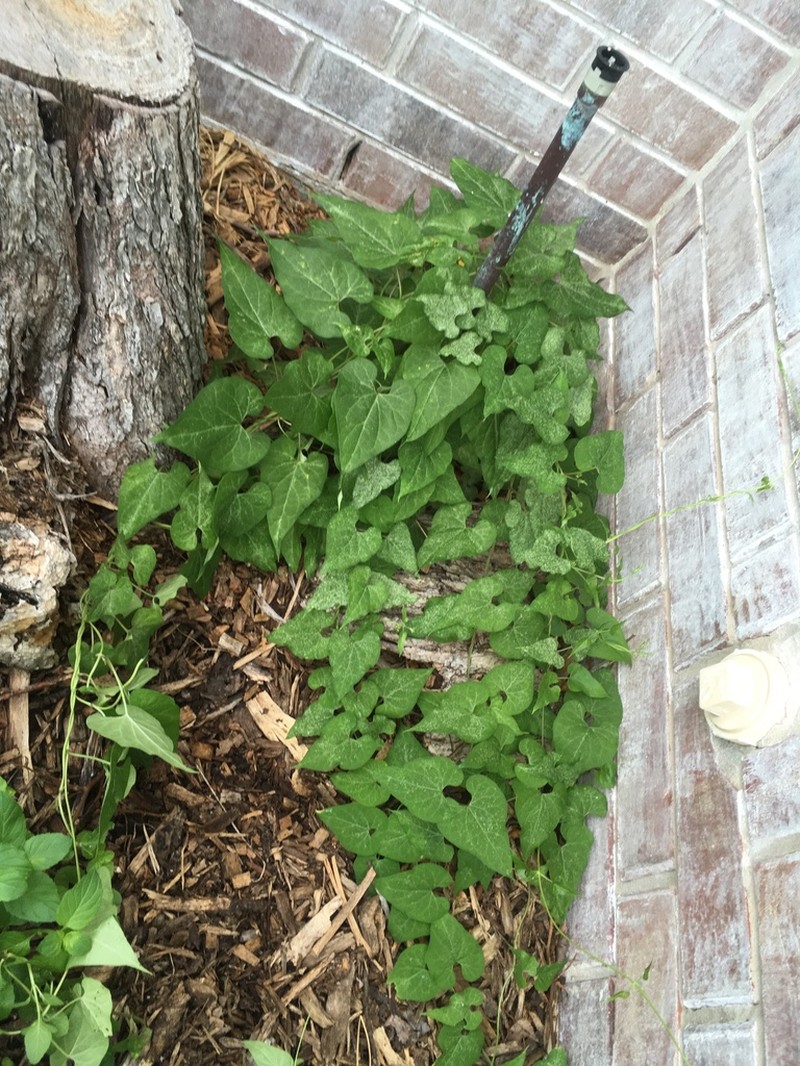 Honeyvine photo 5