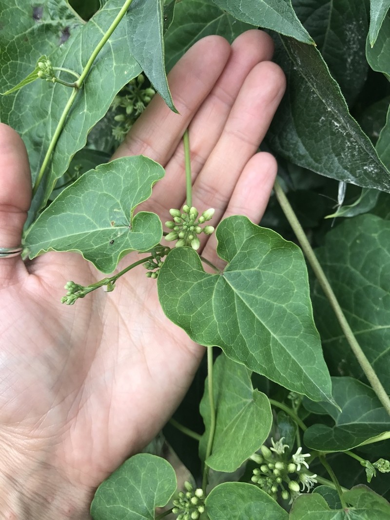 Honeyvine photo 6