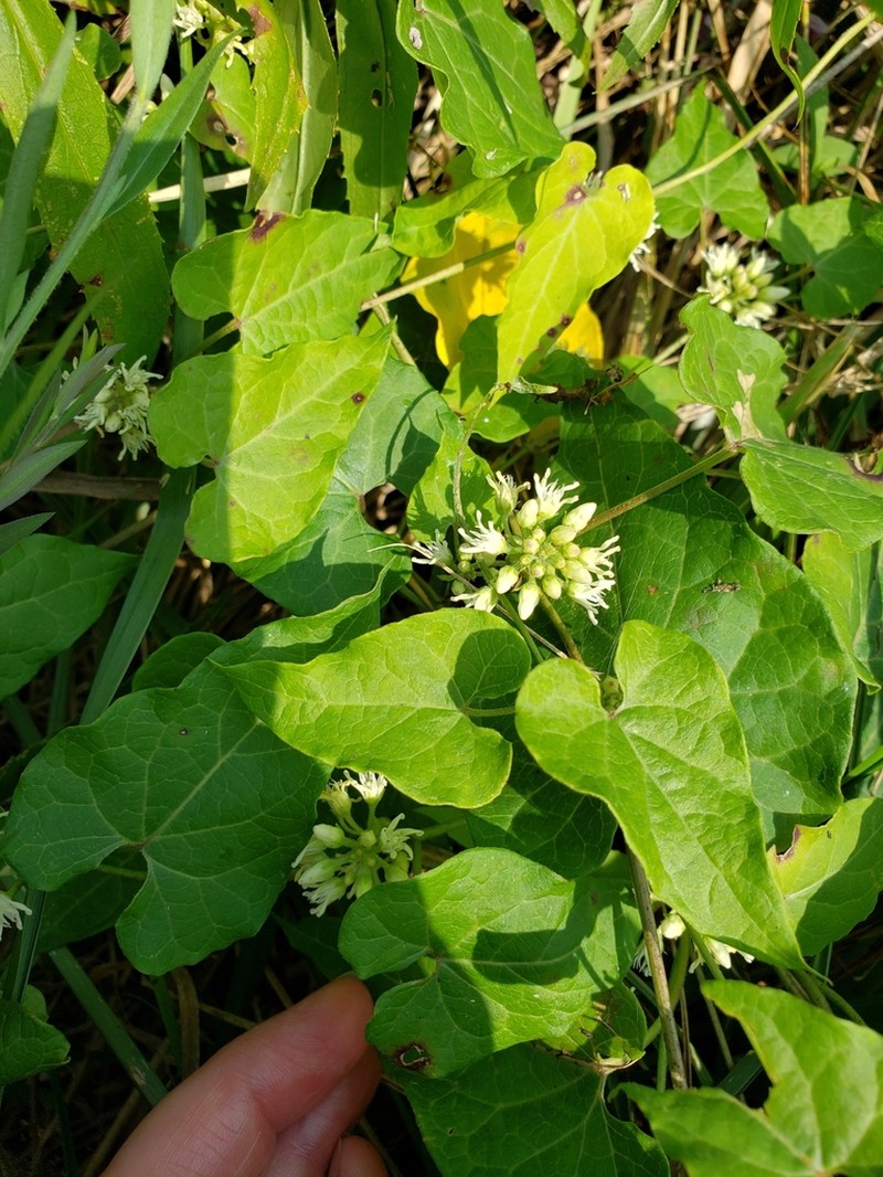 Honeyvine photo 7