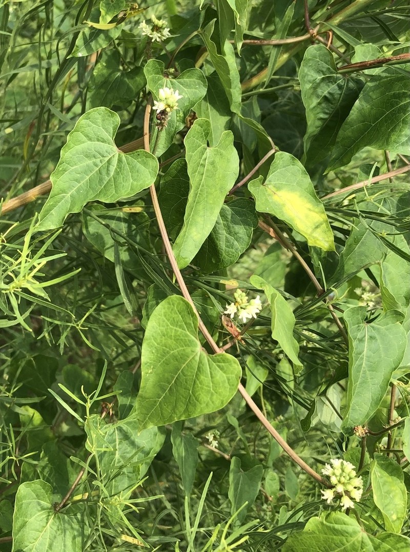 Honeyvine photo 8