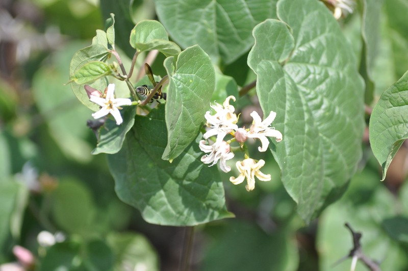 Mexican Swallow-Wort
