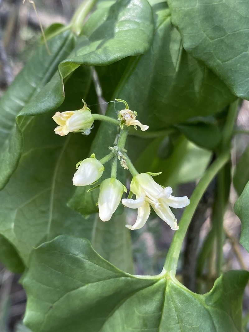 Mexican Swallow-Wort photo 2