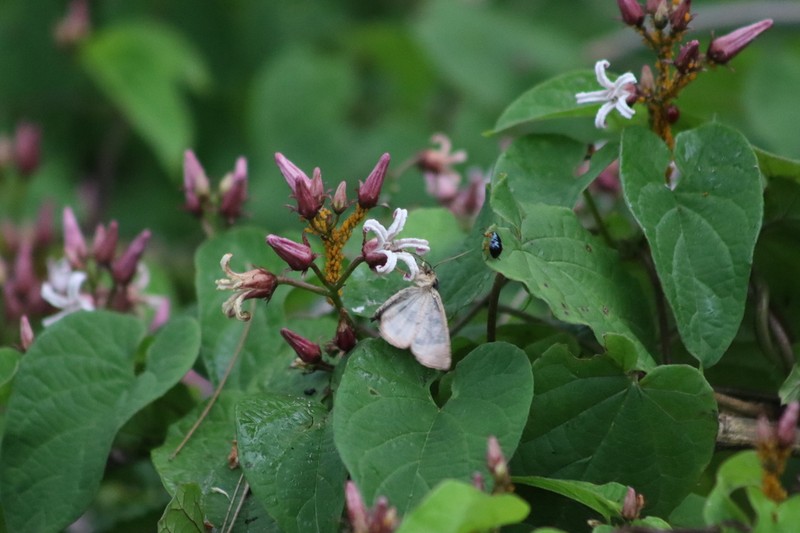 Mexican Swallow-Wort photo 3