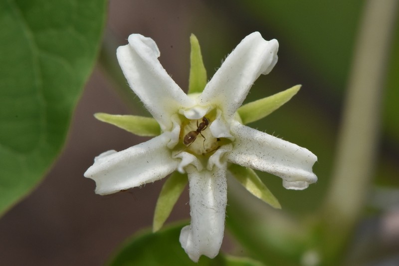 Mexican Swallow-Wort photo 4
