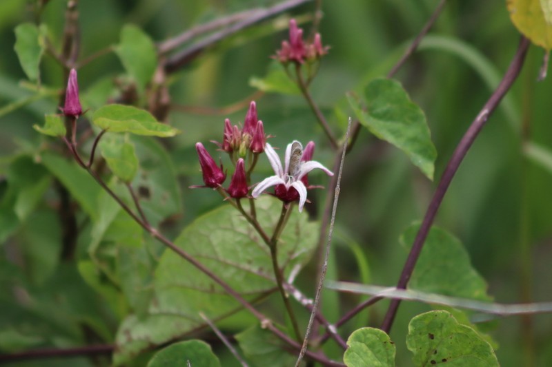 Mexican Swallow-Wort photo 6