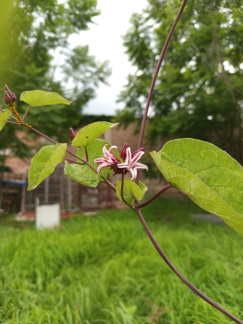 Mexican Swallow-Wort photo 7