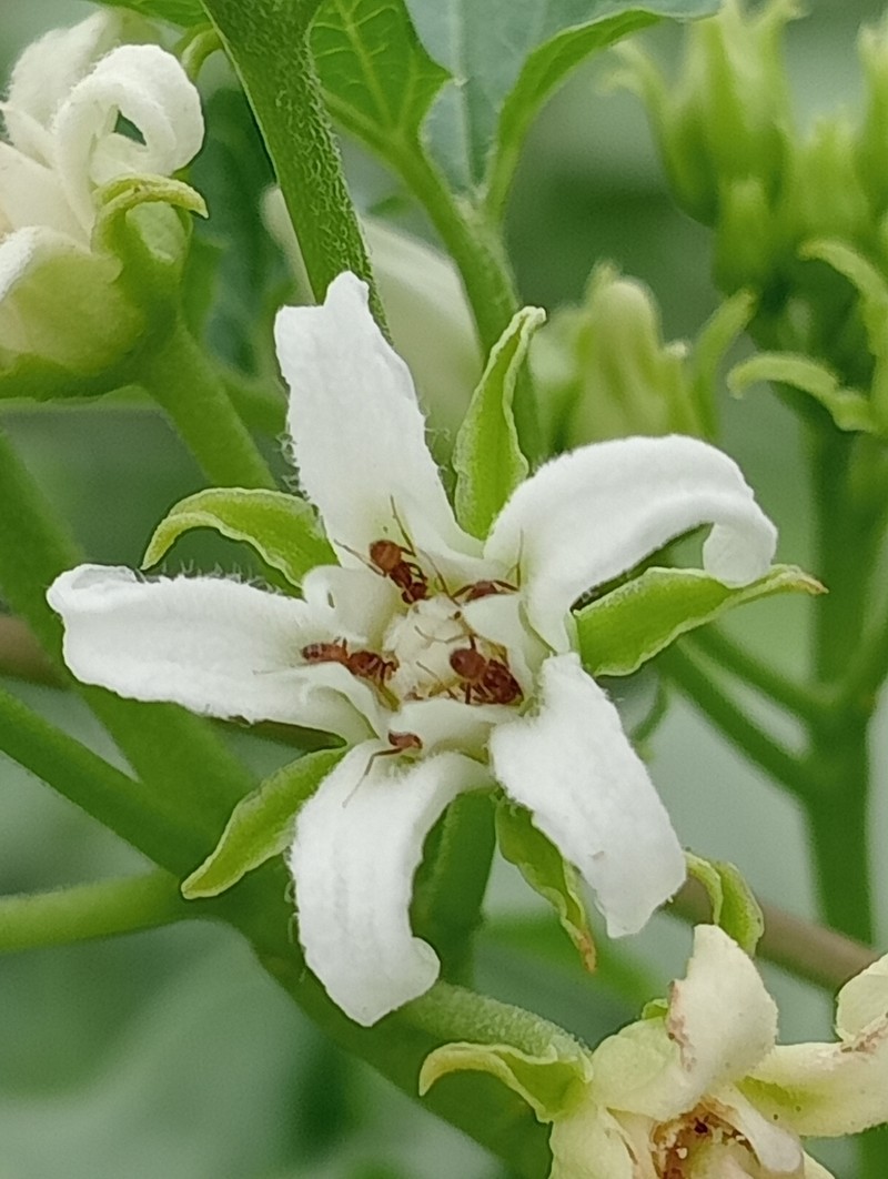 Mexican Swallow-Wort photo 8