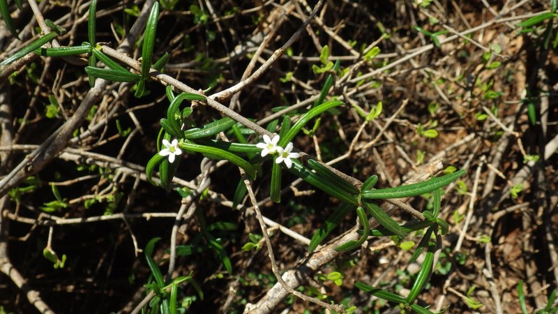 West Indian Swallow-Wort