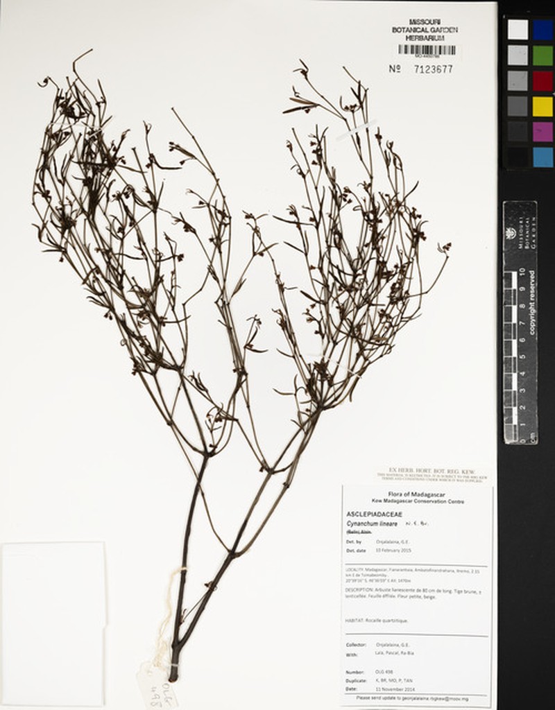 West Indian Swallow-Wort photo 2