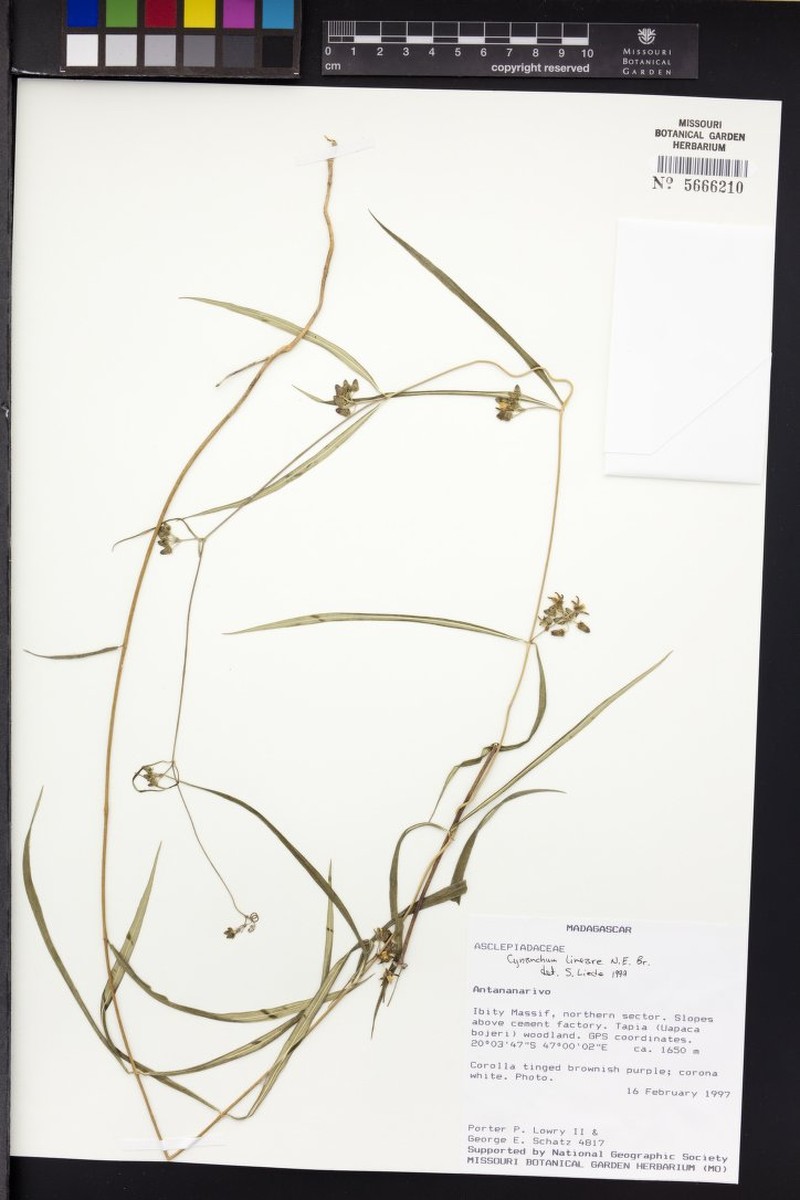 West Indian Swallow-Wort photo 3