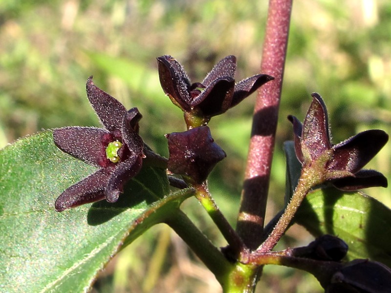 Louise's Swallow-Wort photo 2