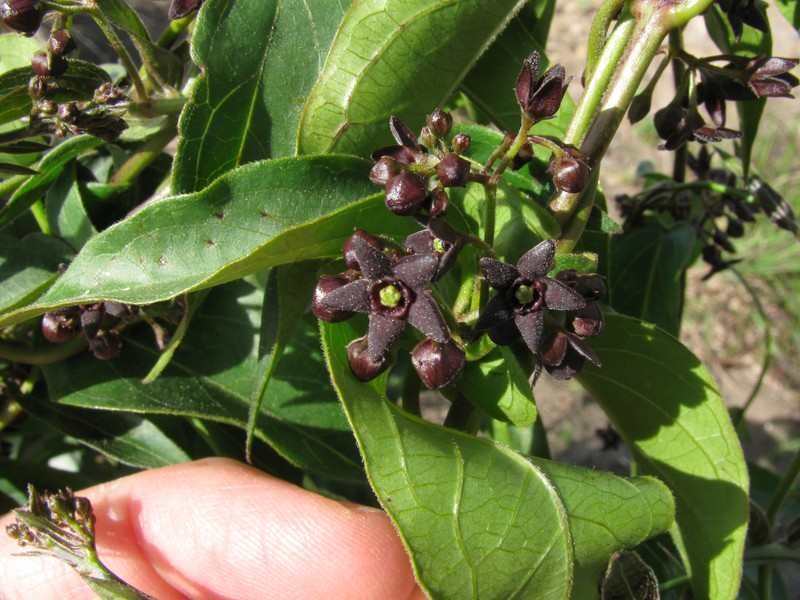 Louise's Swallow-Wort photo 3