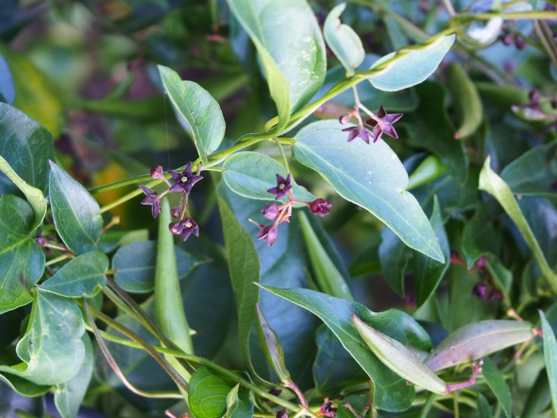 Louise's Swallow-Wort photo 4
