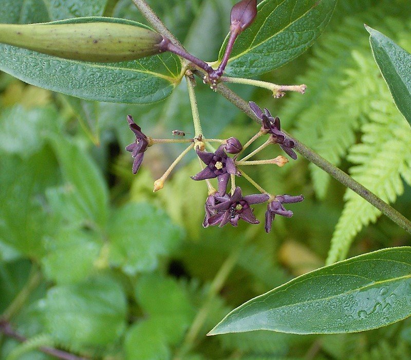 Louise's Swallow-Wort photo 5