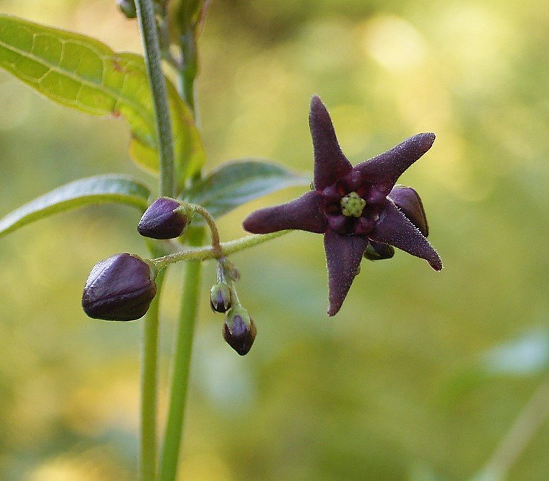Louise's Swallow-Wort photo 6