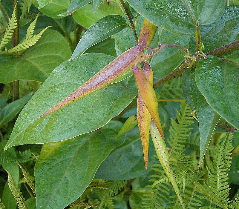 Louise's Swallow-Wort photo 7