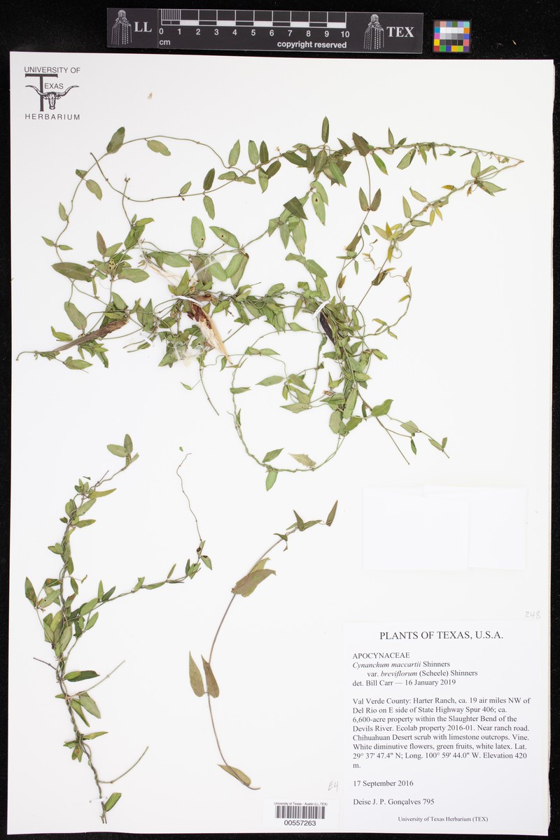 Maccart's Swallow-Wort