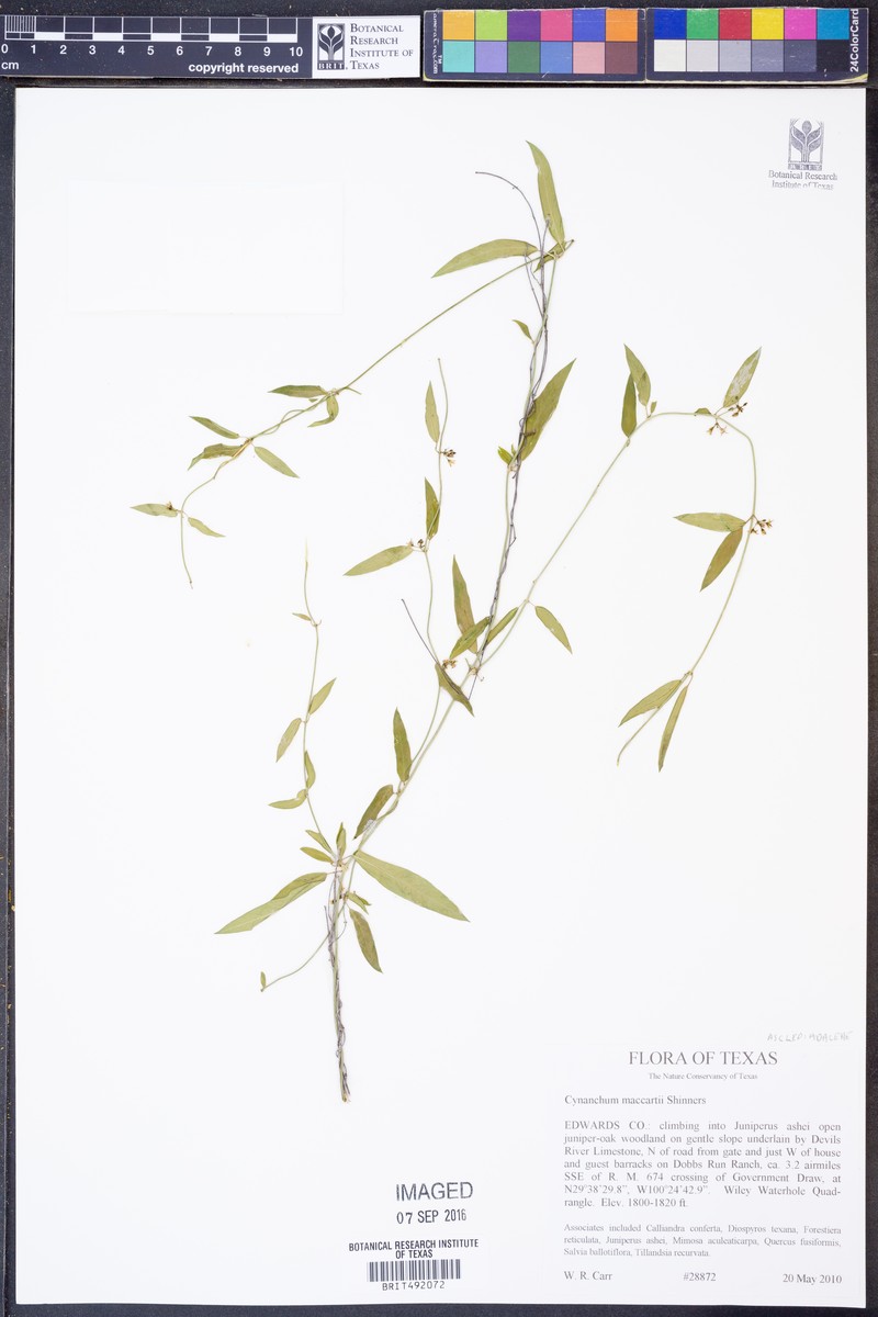 Maccart's Swallow-Wort photo 2