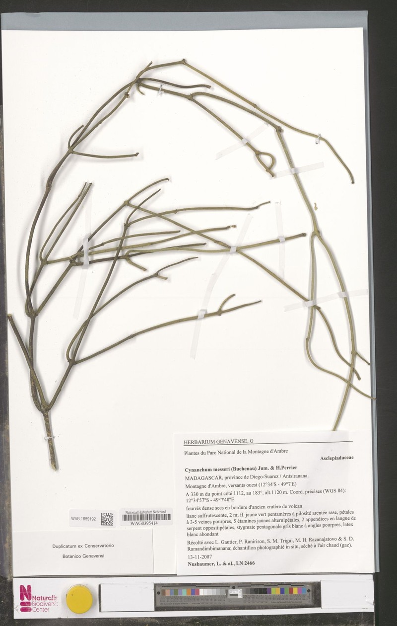 Cynanchum messeri