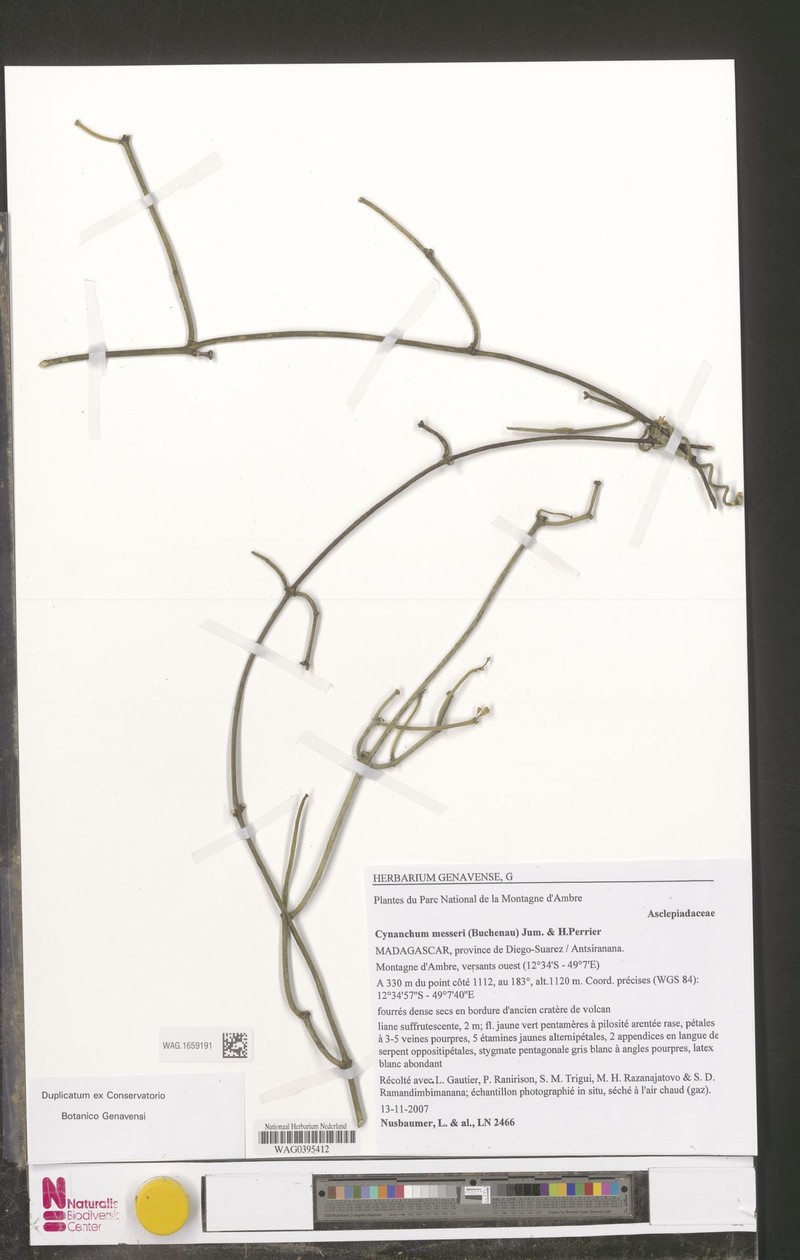 Cynanchum messeri photo 2