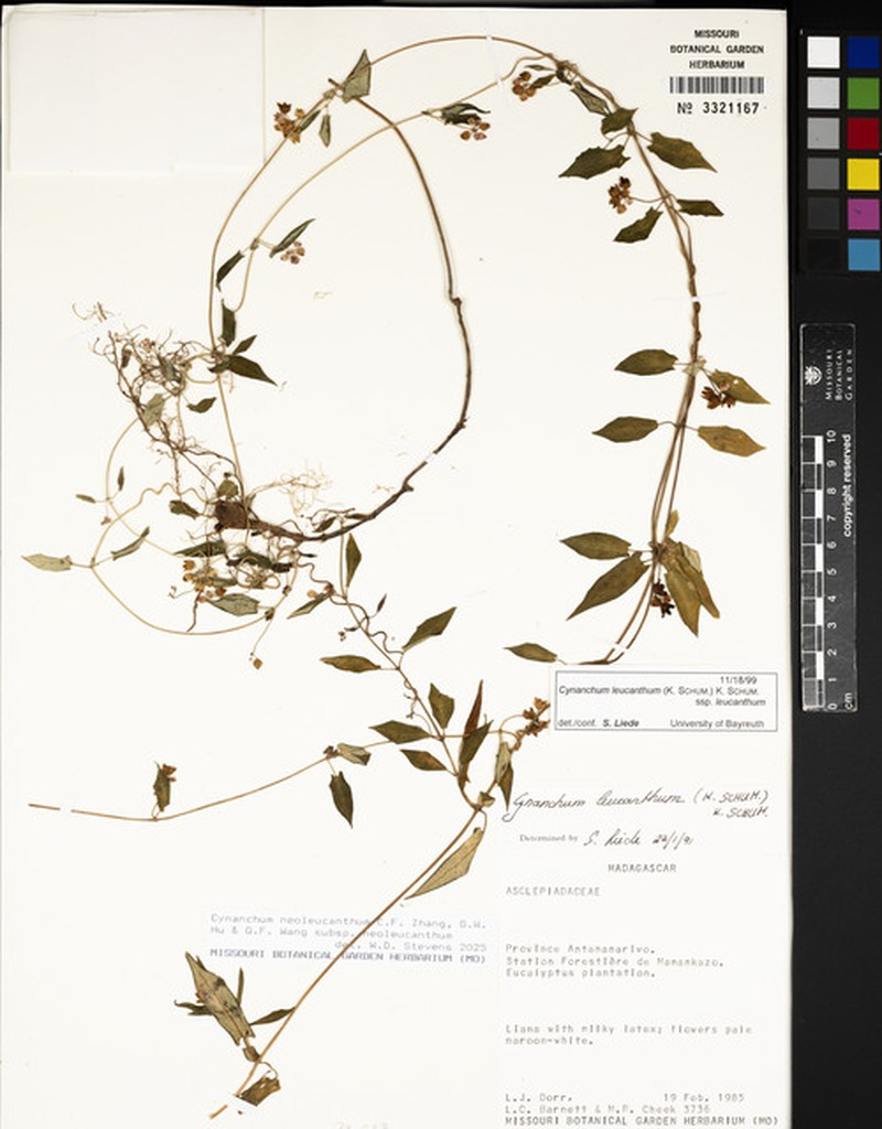 Cynanchum neoleucanthum photo 2