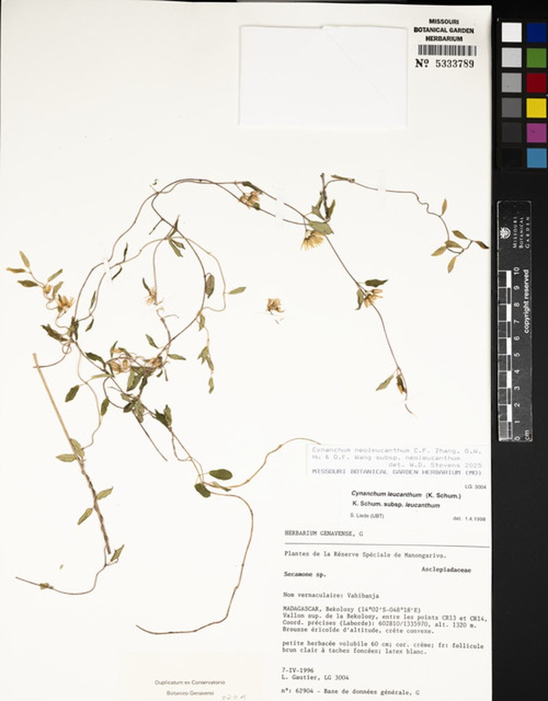 Cynanchum neoleucanthum subsp. neoleucanthum